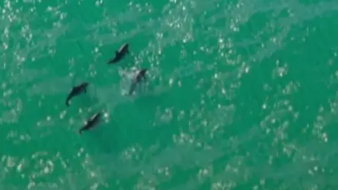 Gros plan sur quatre dauphins qui nagent dans une eau turquoise, vus du ciel, recadrage d’un photogramme du Trailer 1